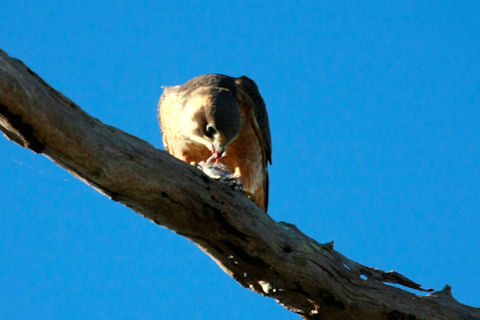 Australian Hobby (Falco longipennis)
